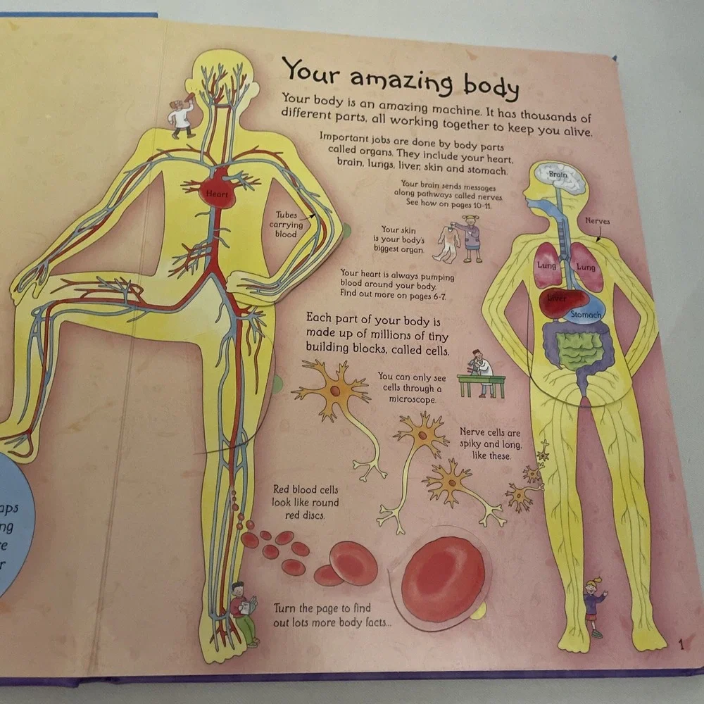 See Inside Your Body Large Board book With Educational‎ Information And Flaps